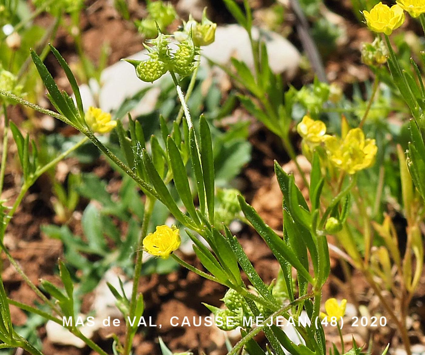 Buttercup, Corn leaf